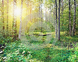 Sun beams pour through trees