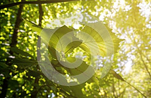 Sun beams pour through trees in autumn forest