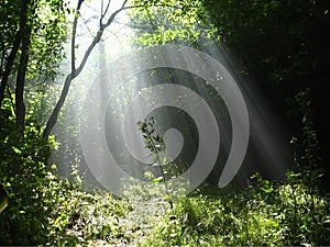 Sun beams pour through trees in foggy forest.