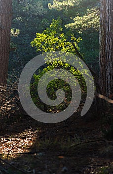 Sun beams pour through trees in forest