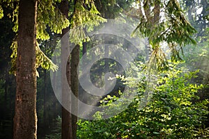 Sun beams pour through trees in green forest