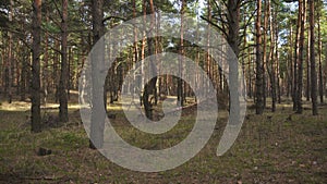 Sun beams pouring through trees in  pine forest