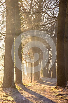 Sun beams through Rimed Trees