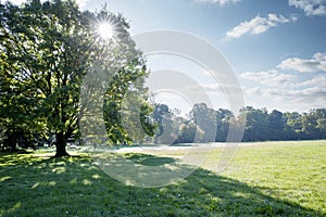 Sun beams shining through the crown of a big tree