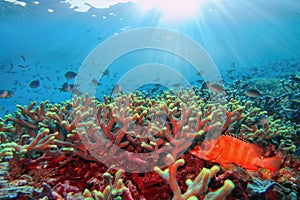 Sun beams shinning underwater on the tropical coral reef with red grouper fish. Ecosystem and environment conservation concept