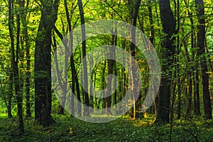 Sun beams through thick trees branches in dense green forest