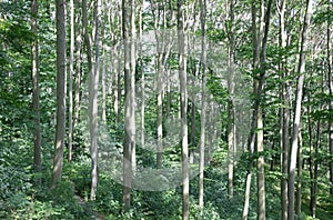 Sun beams through thick trees branches in dense green forest