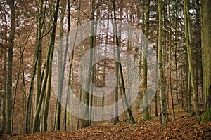 Sun beams through thick trees branches in dense green forest landscape