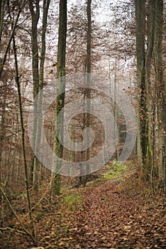 Sun beams through thick trees branches in dense green forest landscape