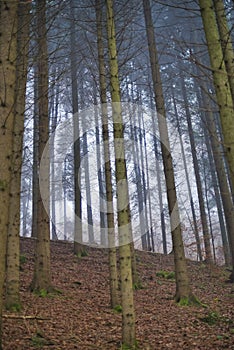 Sun beams through thick trees branches in dense green forest landscape