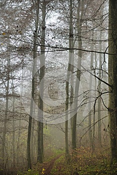 Sun beams through thick trees branches in dense green forest landscape