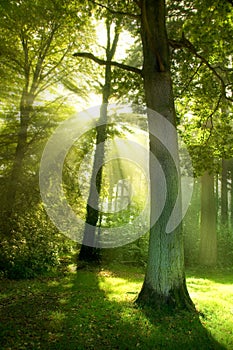 Sun Beams through Trees