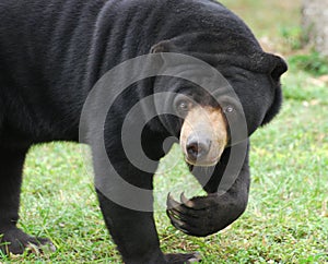 Sun Bear