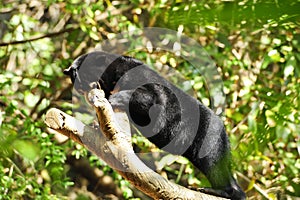 Sun Bear