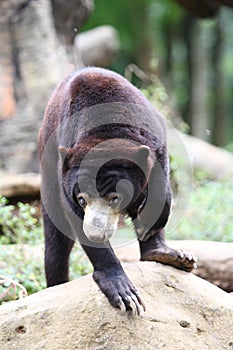 Sun Bear photo