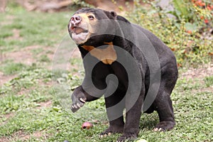 Sun bear