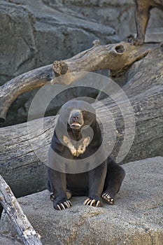 Sun Bear
