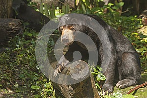 Sun Bear