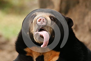 Sun Bear