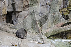 Sun Bear