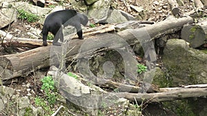 Sun bear also known as a Malaysian bear Helarctos malayanus