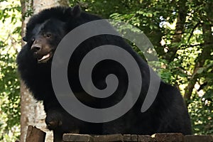 Sun bear at the Bear Sanctuary, Kuang Si Laos