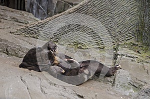 Sun Bear being playful