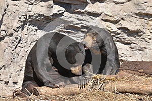 Sun bear couple 2