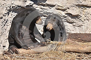 Sun bear couple 2