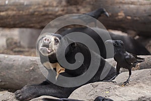 Sun bear with a crow