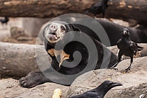 Sun bear with a crow