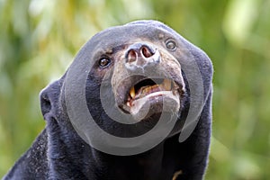 Sun bear Helarctos malayanus