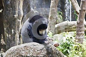 Sun Bear,Helarctos malayanus