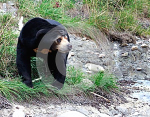 Sun Bear (Helarctos malayanus)