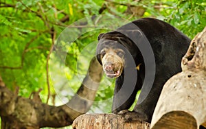 Sun bear (Helarctos malayanus)