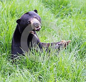 Sun Bear (Helarctos malayanus)