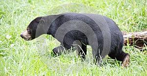 Sun Bear (Helarctos malayanus)