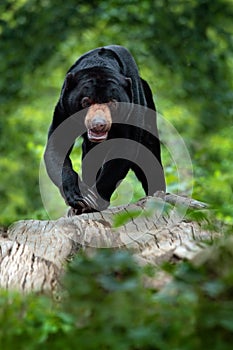 Sun bear, Helarctos malayanus, beautiful danger animal from Asia tropic forest. Portrait of Malayan Sun Bear in the green nature