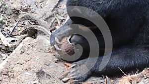 Sun bear Helarctos malayanus in Bornean Sun Bear Conservation Centre