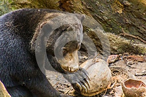 Sun bear Helarctos malayanus in Bornean Sun Bear Conservation Centre in Sepilok, Sabah, Malays