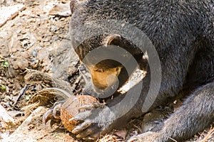 Sun bear Helarctos malayanus in Bornean Sun Bear Conservation Centre in Sepilok, Sabah, Malays