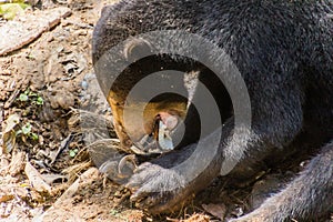 Sun bear Helarctos malayanus in Bornean Sun Bear Conservation Centre in Sepilok, Sabah, Malays