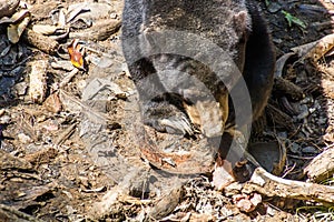 Sun bear Helarctos malayanus in Bornean Sun Bear Conservation Centre in Sepilok, Sabah, Malays