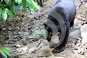 Sun bear Helarctos malayanus - Borneo Malaysia Asia