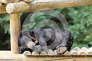 Sun bear, Helarctos malayanus