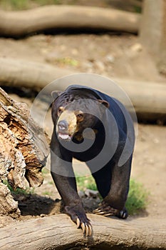 The sun bear Helarctos malayanus, a large male standing on a slope