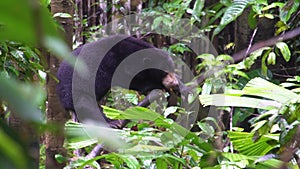 Sun Bear Helarctos malayanus Looking for Food