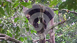 Sun Bear Helarctos malayanus Looking for Food