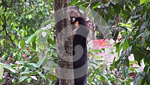 Sun Bear Helarctos malayanus Looking for Food