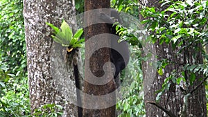 Sun Bear Helarctos malayanus Looking for Food